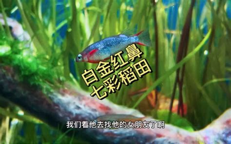 老李的魚缸|翻缸